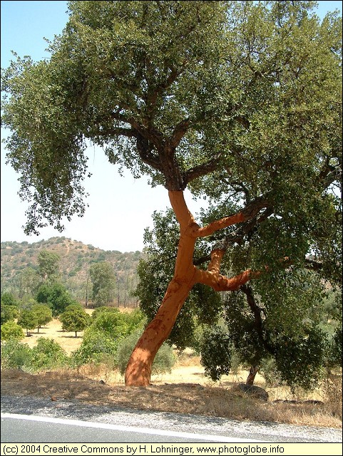 Cork-Oak