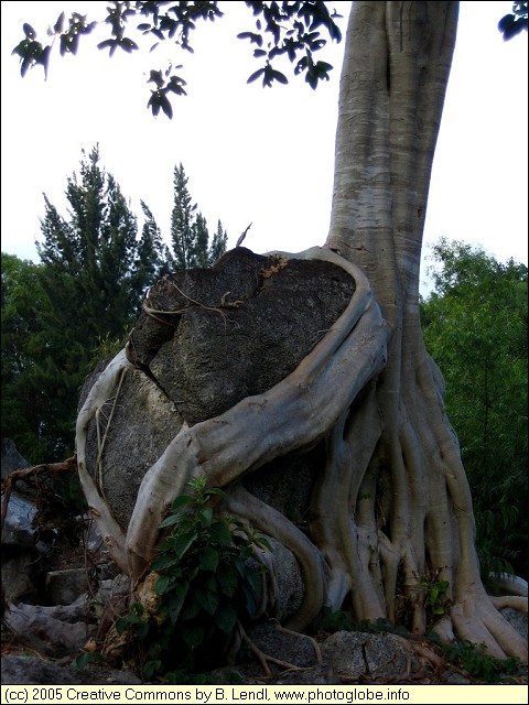 Roots of a Fig Tree