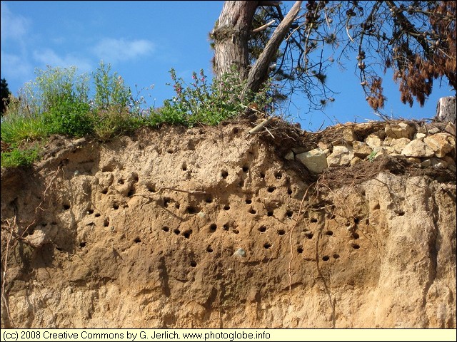 Nests of Sea Swallows