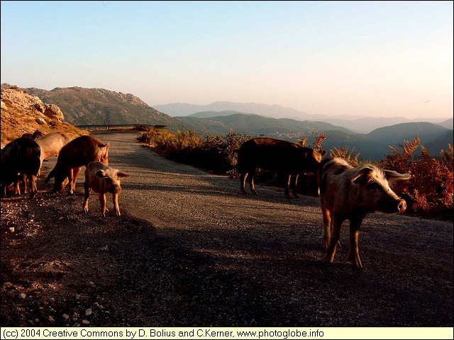 Pigs on the Road