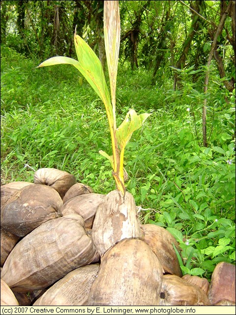 Sprouting Coconut