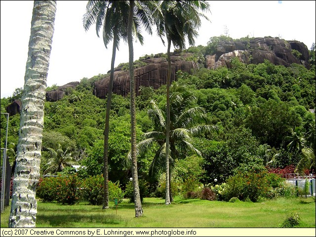 Granite Blocks in the Tropical Forest