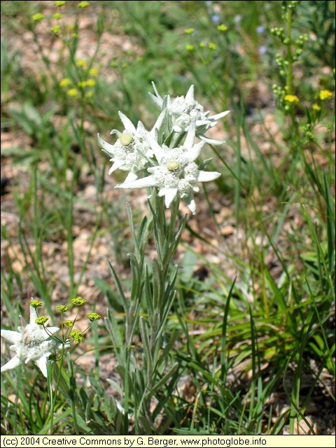 Edelweiss at Terelj