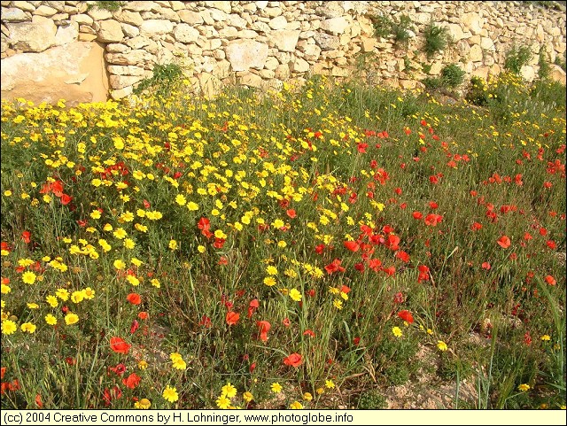 Red and Yellow Flowers