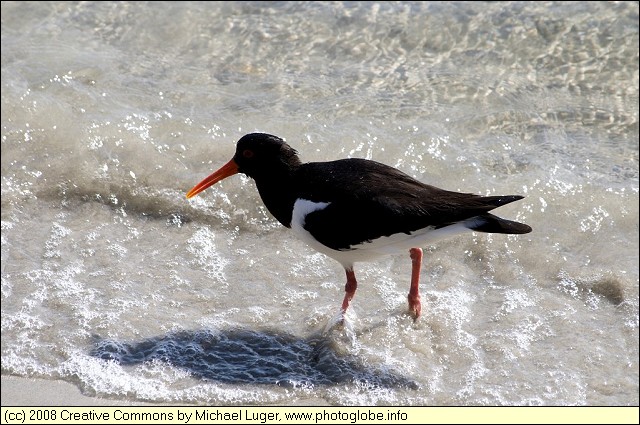Eurasian Oystercatcher