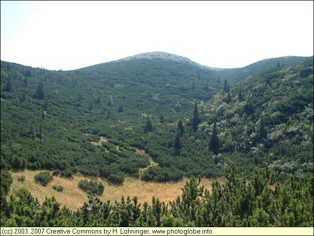 Mountain Pine and Trees