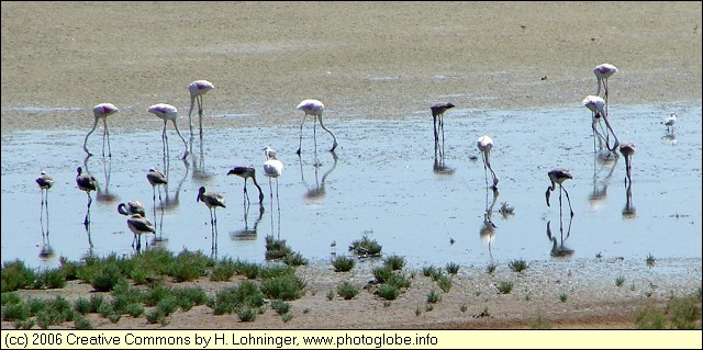 Flamingos at Fuente de Piedra
