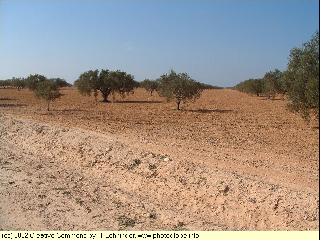 Olive Trees in South Tunisia