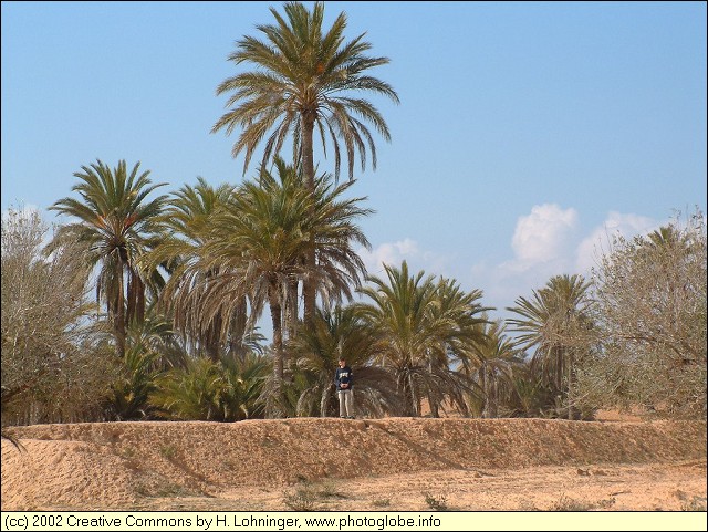 Palm and Olive Trees in South Djerba