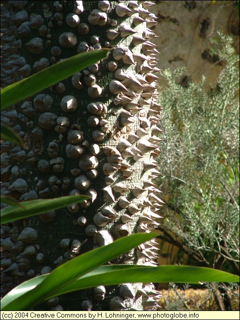 Thorns Growing on the Trunk of a Tree