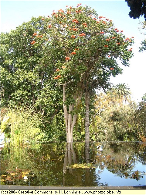 Pond in the Botanic Garden