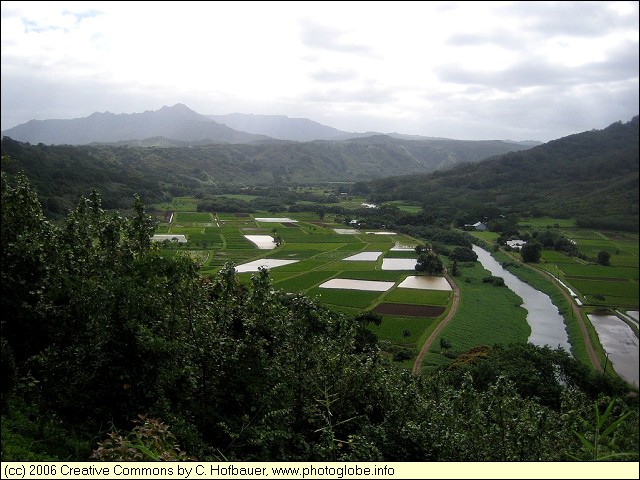 Hanalei Valley - Taro Fields