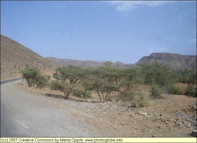 Tamarisks in an Oasis