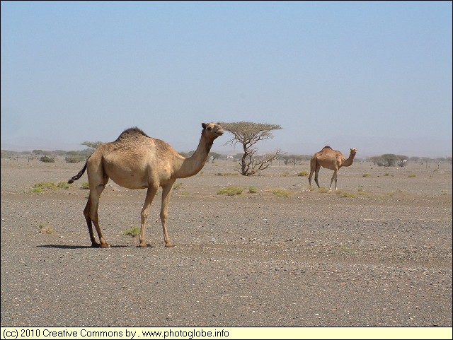 Dromedaries near Sanawi