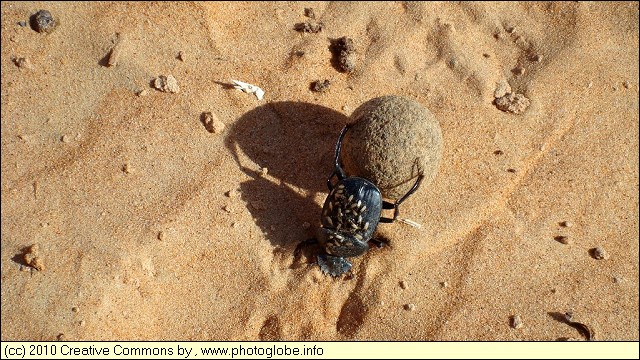 Dung Beetle