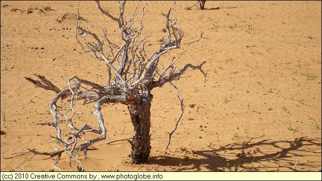 Dead Tree in the Desert