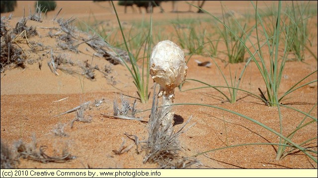 Desert Mushroom