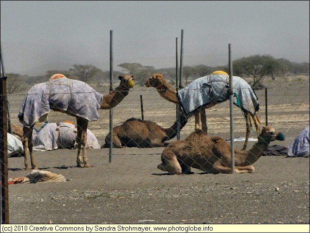 Racing Dromedaries