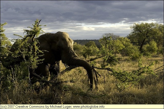 Elephant near Punda Maria
