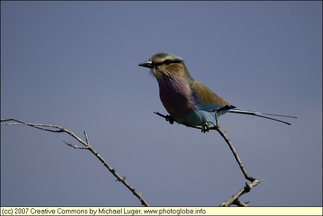 Lilac Breasted Roller