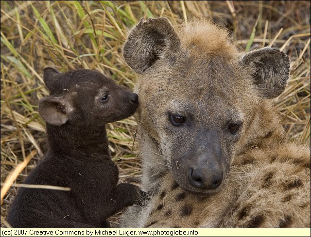 Baby Hyena with its Mother