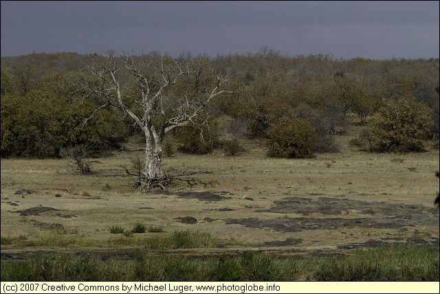 Savannah near the Olifants River