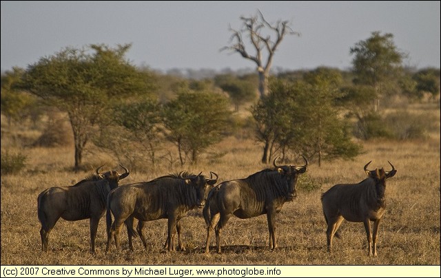 Blue Wildebeest (Gnu)