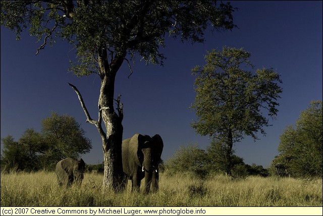 Elephants near the N'wanetsi River
