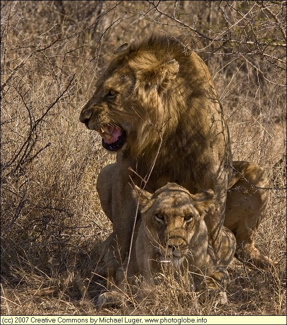 Mating Lions