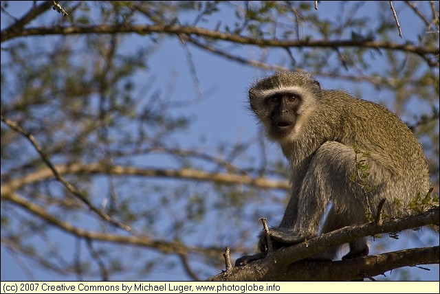 Vervet Monkey